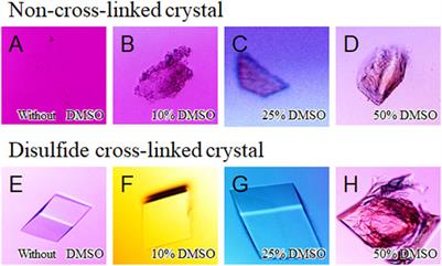 Creation of Cross-Linked Crystals With Intermolecular Disulfide Bonds Connecting Symmetry-Related Molecules Allows Retention of Tertiary Structure in Different Solvent Conditions